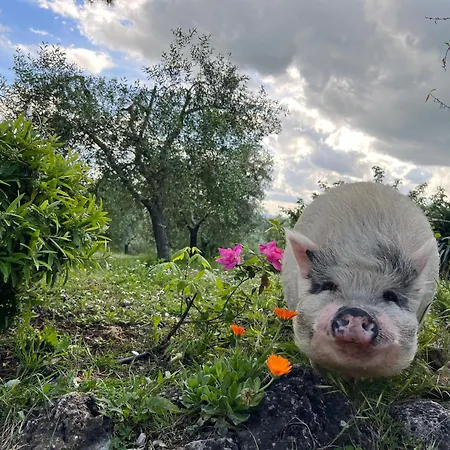 Pieve Sprenna Alloggio per agriturismo Buonconvento